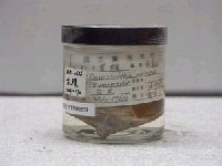 藏品(木葉鰈)的圖片